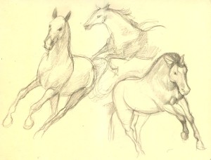 kresba 02-05 skica koni